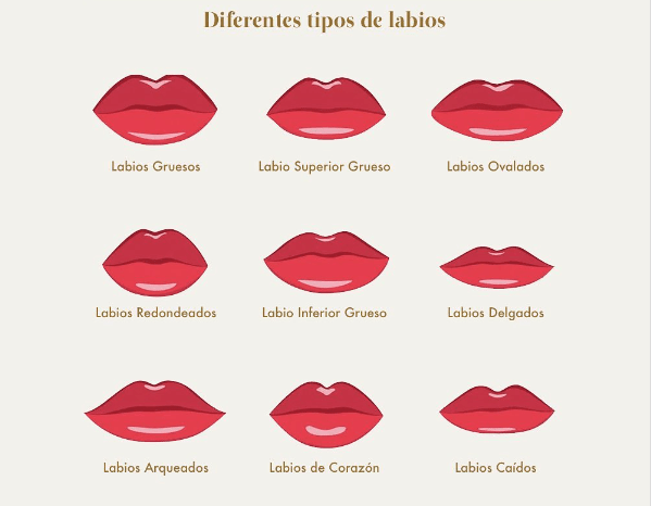 diferentes tipos de labios - Labios